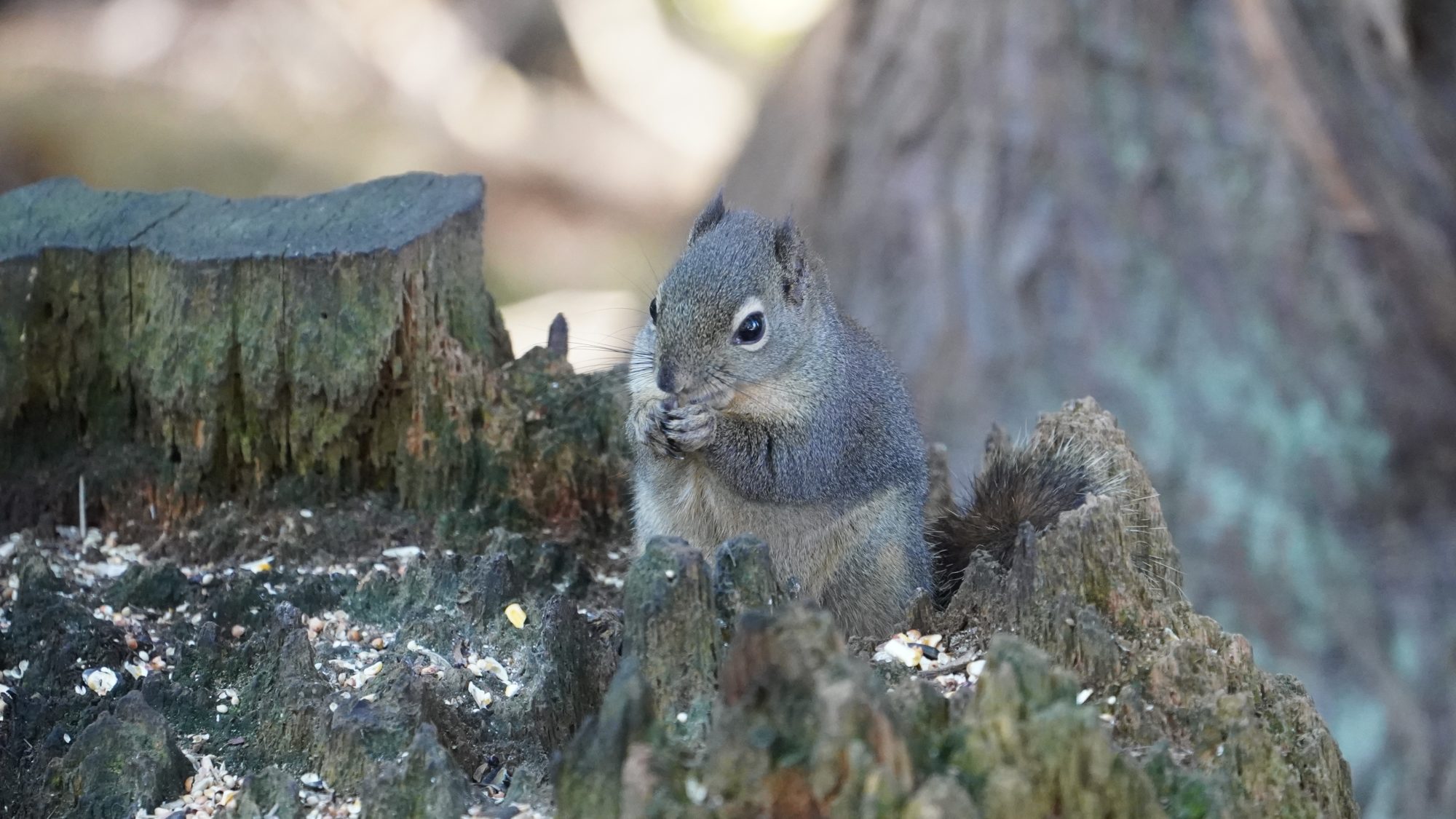 Squirrel