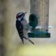 Downy woodpecker at feeder