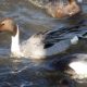 Northern pintail having a drink