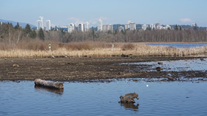 Burnaby Lake