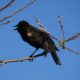 Red-winged blackbird mouthing off