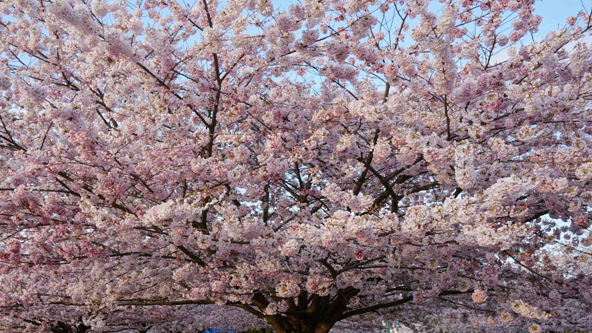 Cherry blossoms