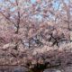 Cherry blossoms by Lost Lagoon