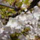 White blossoms