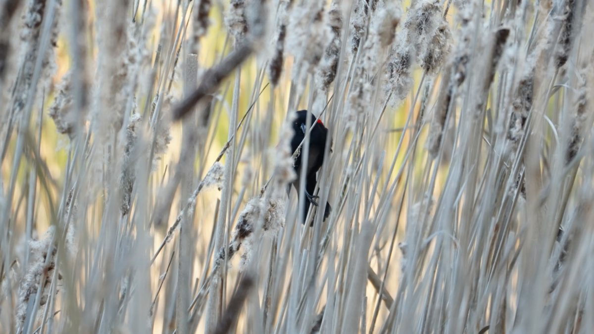 Red-winged blackbird in reeds