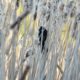 Hiding blackbird