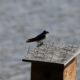 Tree swallow