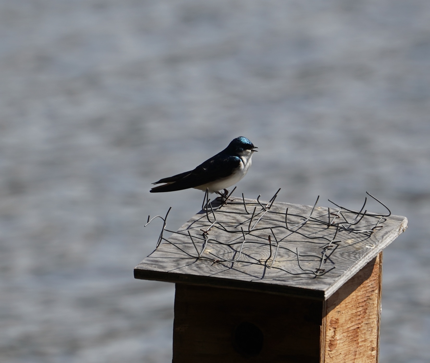 tree swallow