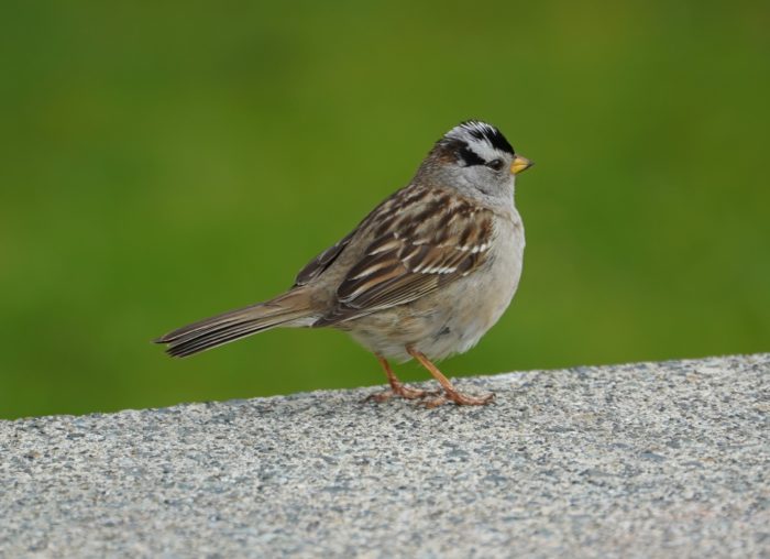 White-crowned sparrow