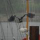 Gangly heron