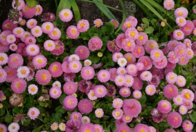 PInk flowers