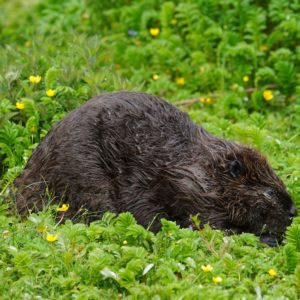 Beaver in Stanley Park