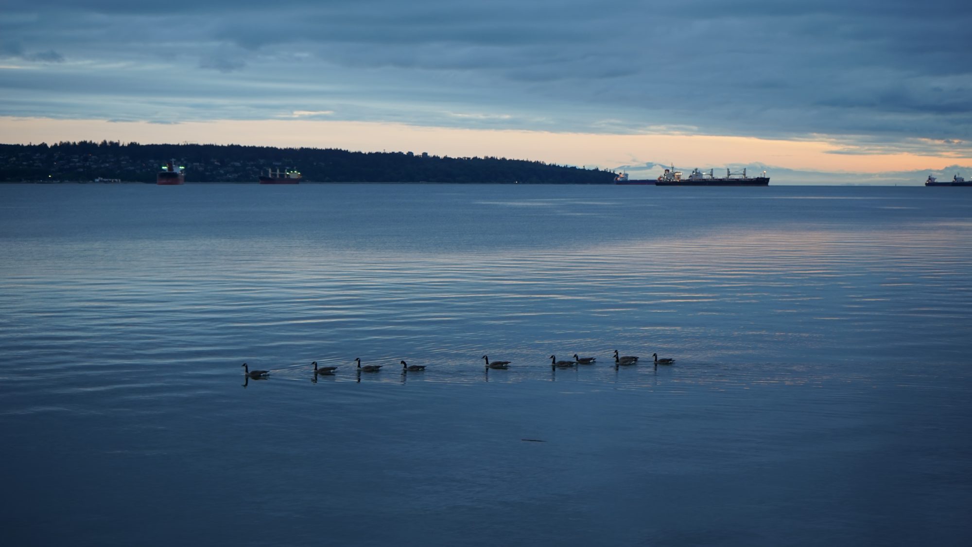 Geese swimming