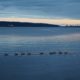 Geese in a row