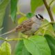 White-crowned sparrow in green