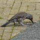Northern Flicker