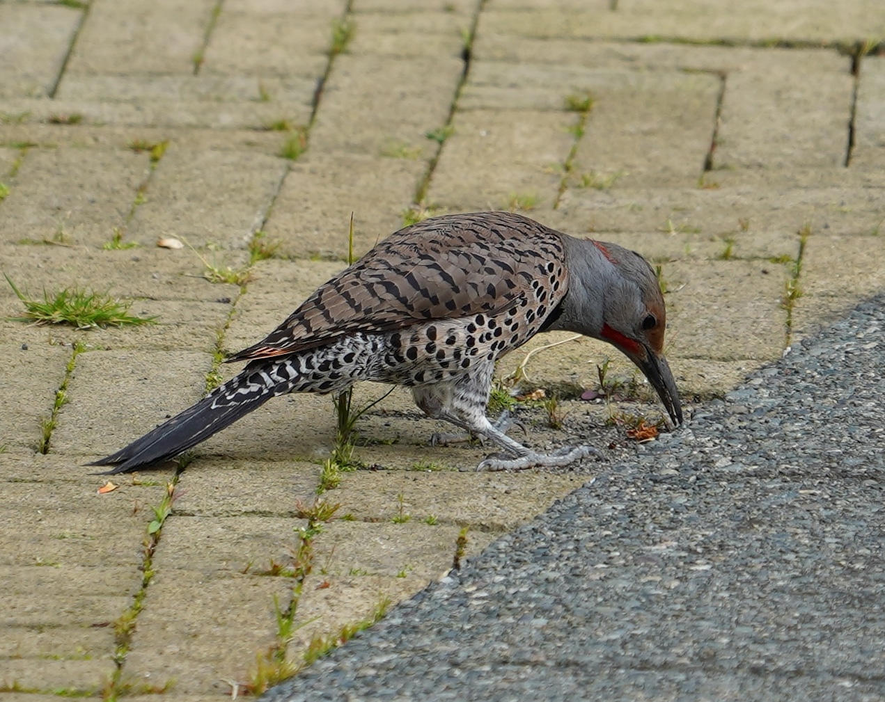 Northern Flicker