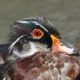 Wood duck
