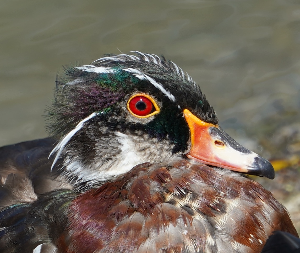 Wood duck, molting
