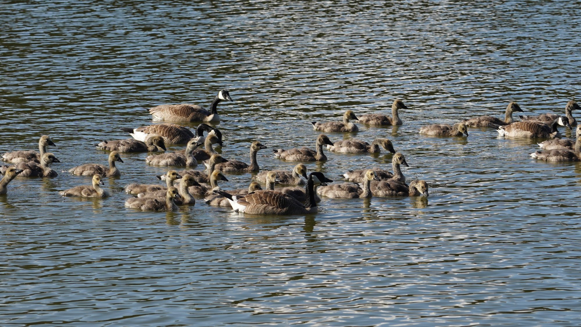Geese families