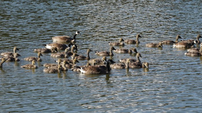 Geese families