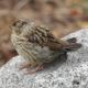 White-crown fledgling