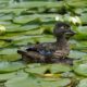 Wood duck in lilypads