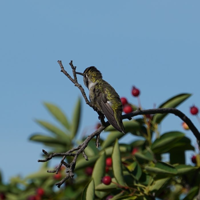 Anna's hummingbird