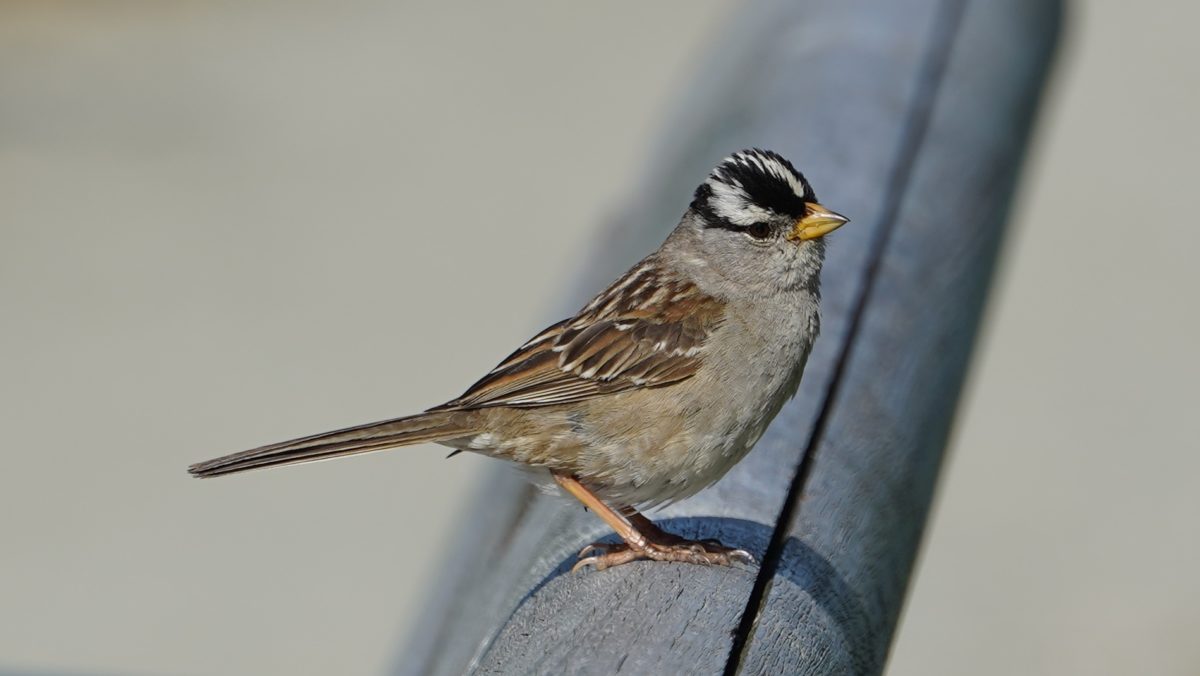 White-crowned sparrow on a bench