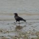 Strutting crow