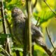 Song sparrow juvenile