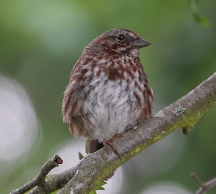 Song sparrow