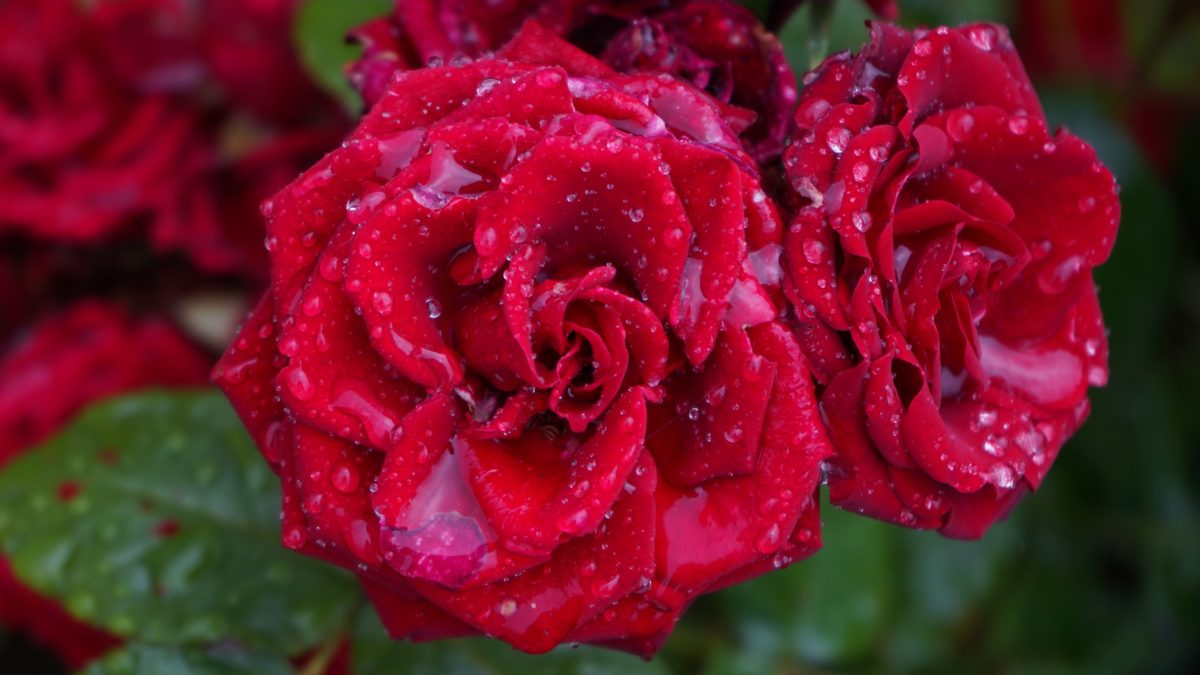 Wet roses