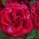 Wet + ruffled