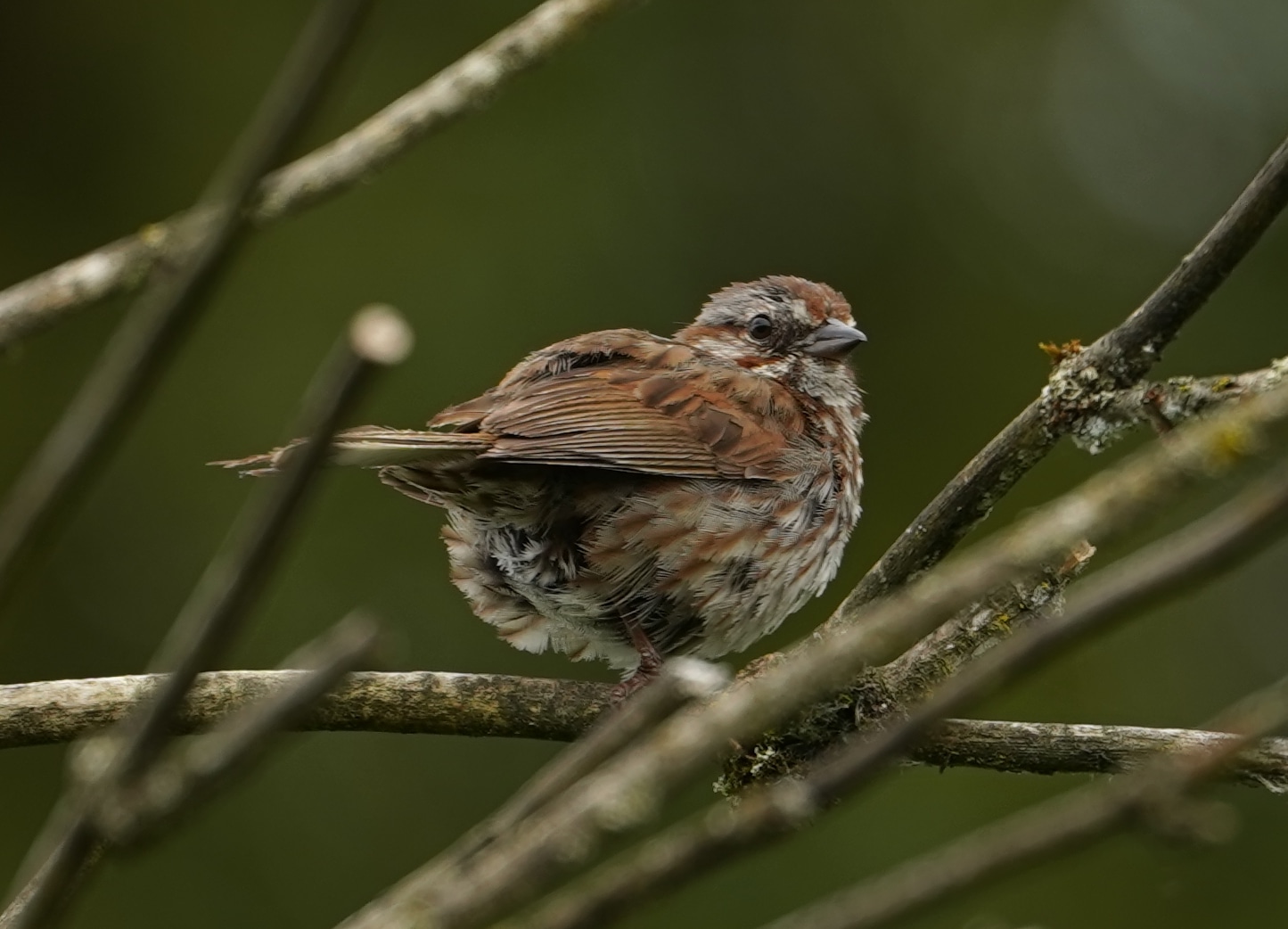 Song sparrow