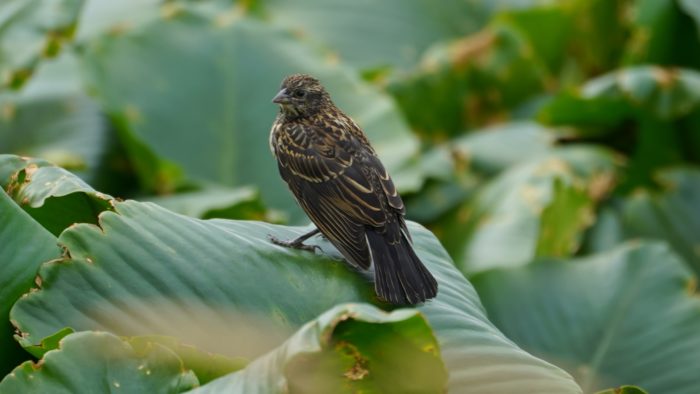 Female red-winged blackbird