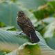 Female red-winged blackbird
