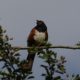 Spotted towhee up in a tree