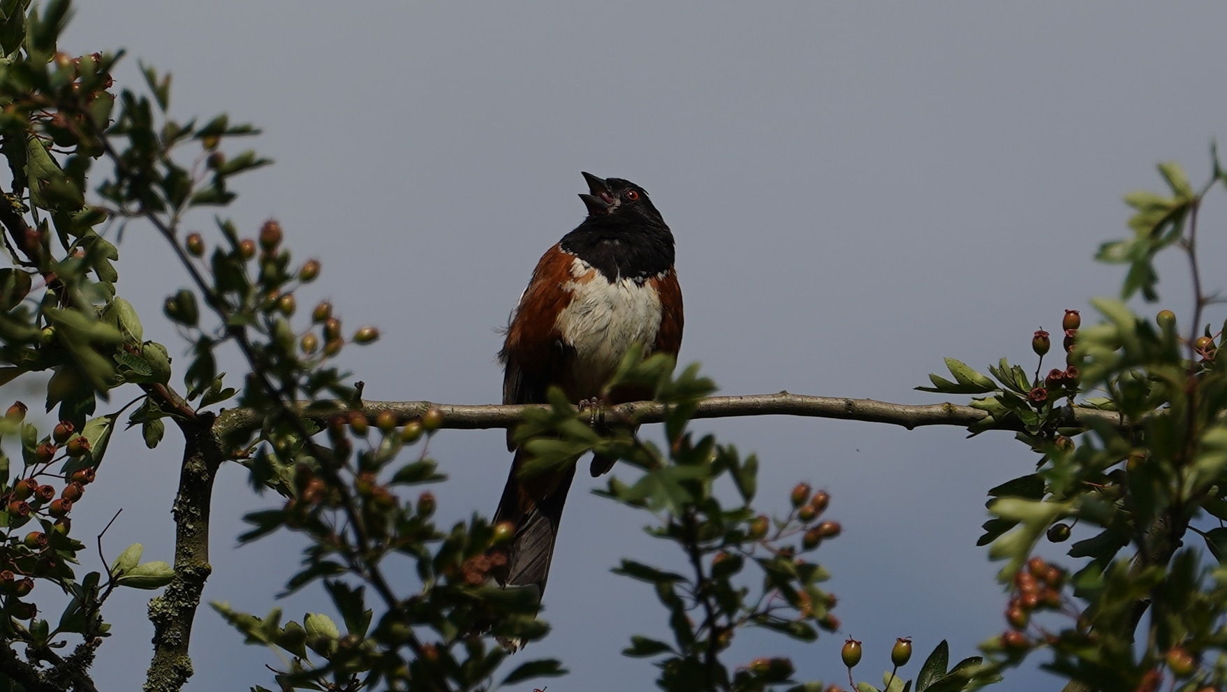 Spotted towhee