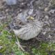 Scraggly fledgling