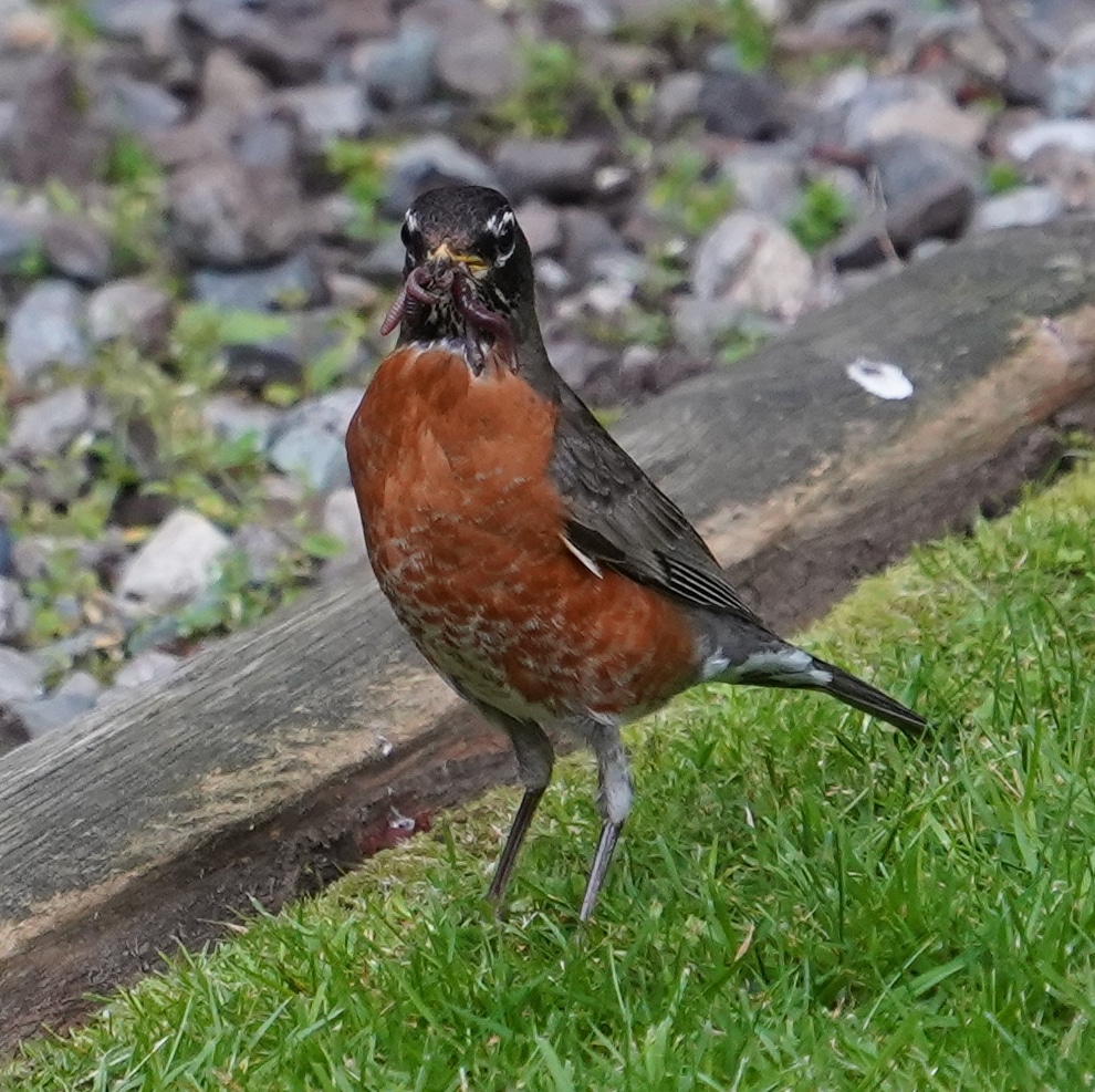 Robin with worms
