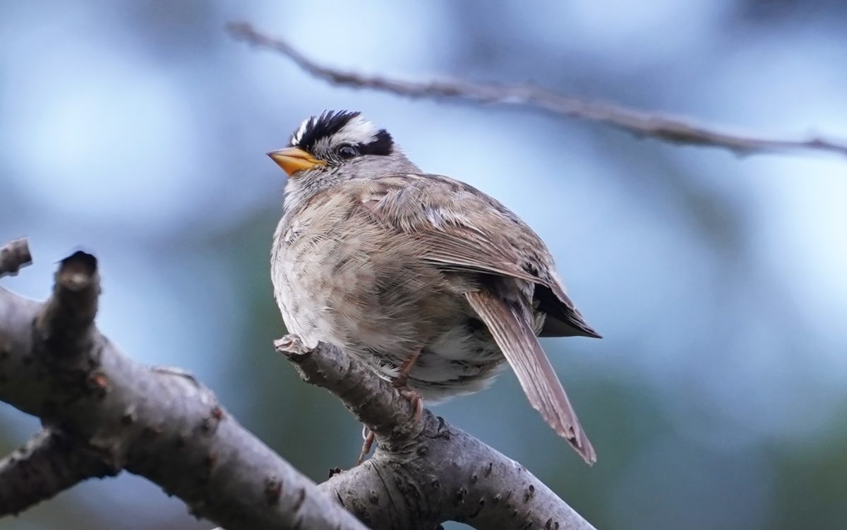 White-crowned sparrow on a twig