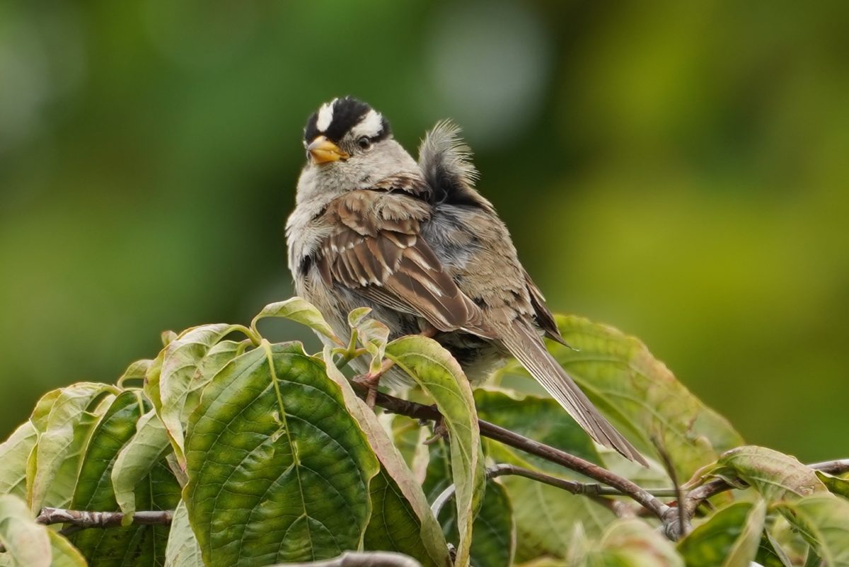 Unkempt white-crown sparrow