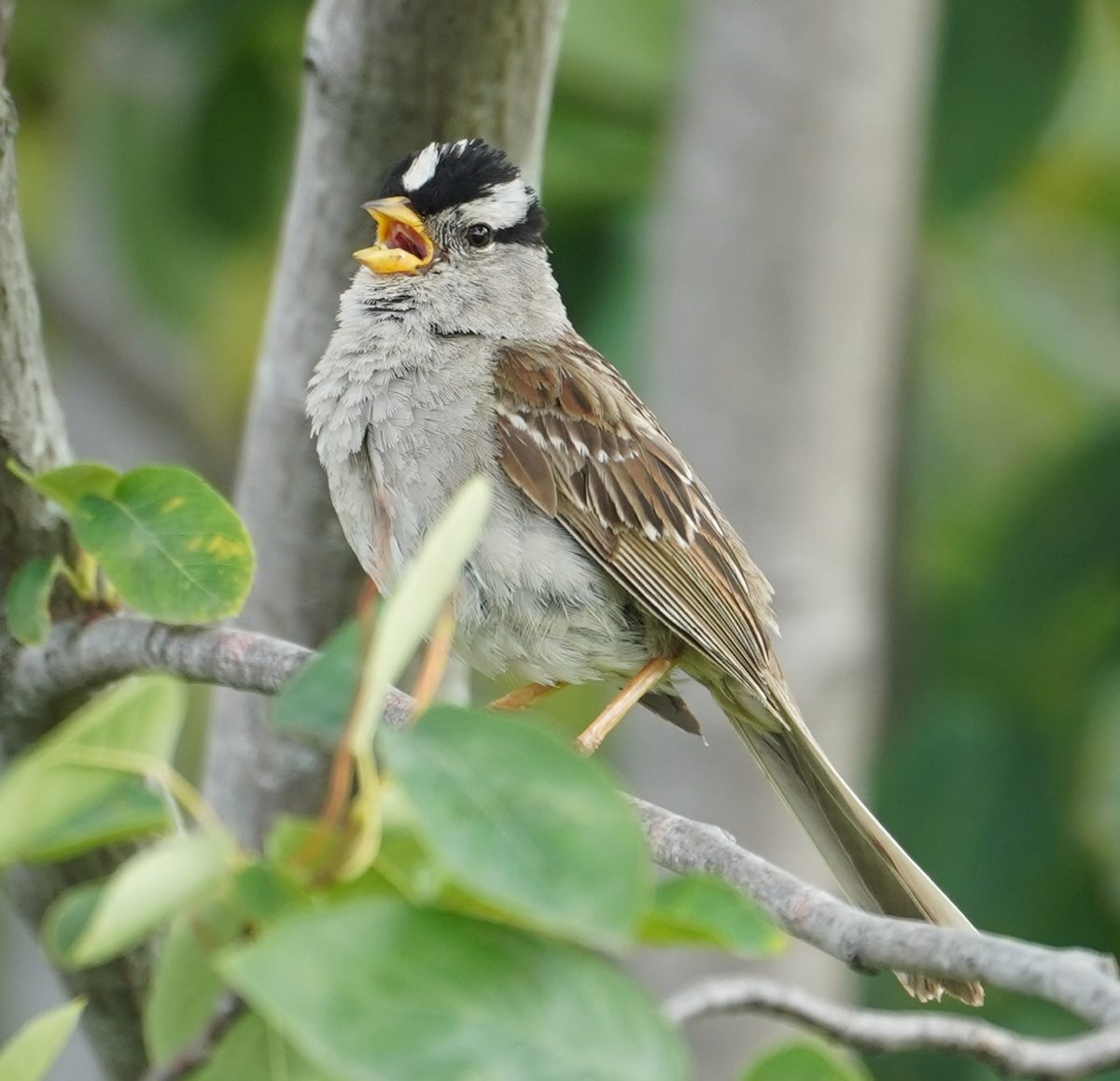 Singing white-crowned sparrow