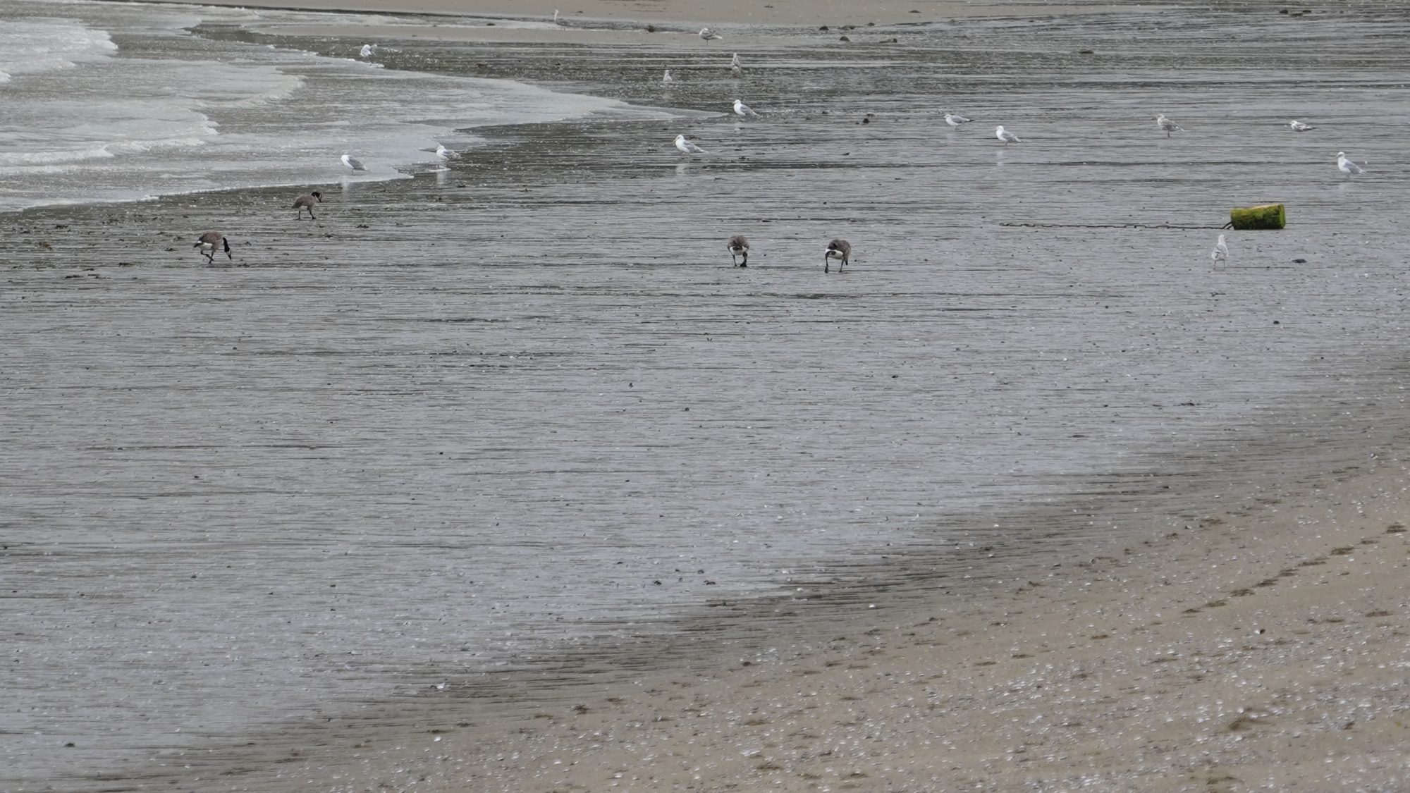 English Bay Beach at low tide