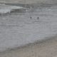 Foraging at low tide