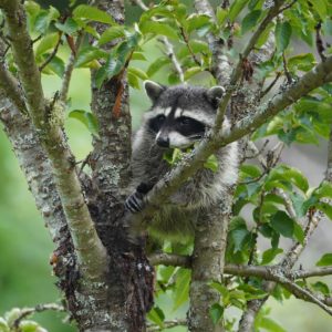 Racoon in a tree