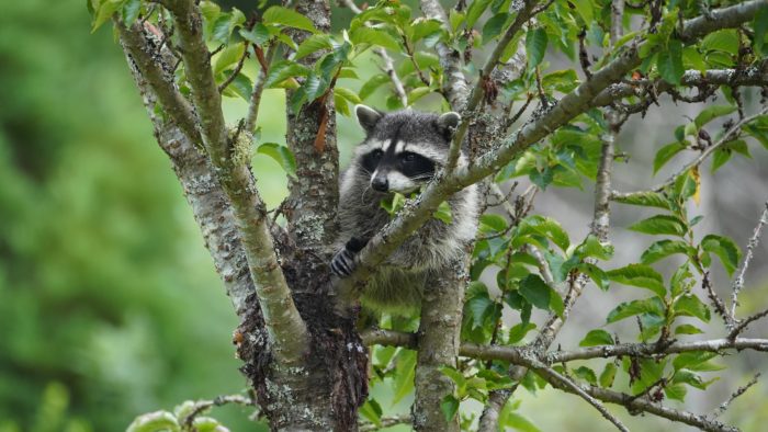 Racoon in a tree