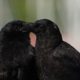 Crow hug