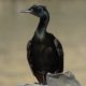 Cormorant standing guard